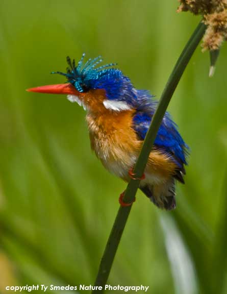 Malachite Kingfisher, Amboseli National Park, Kenya