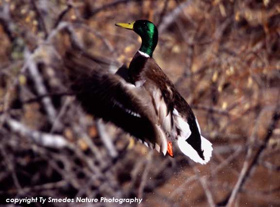 Mallard Drake leaping into flight
