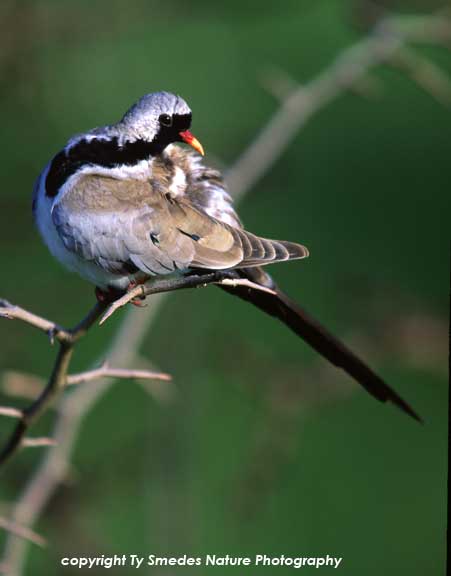 Manaqua Dove, Tarangire National Park, Tanzania