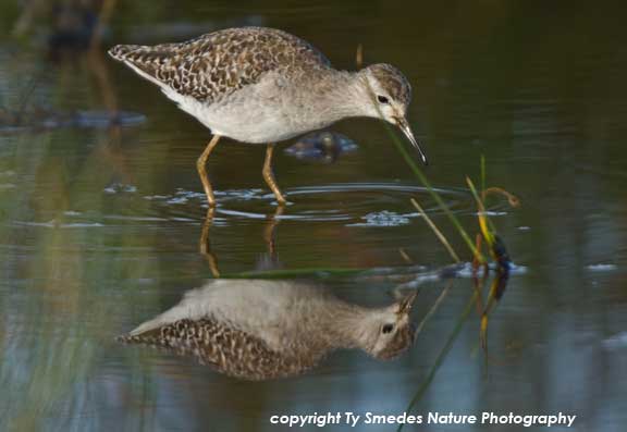 Marsh Sandpiper, Serengeti National Park, Tanzania