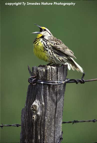 singing Meadow Lark