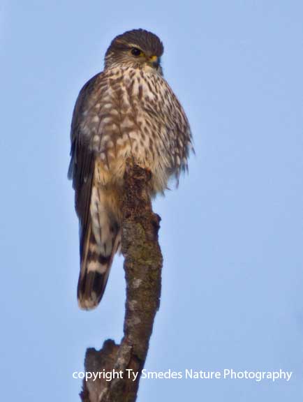 Merlin (Taiga)