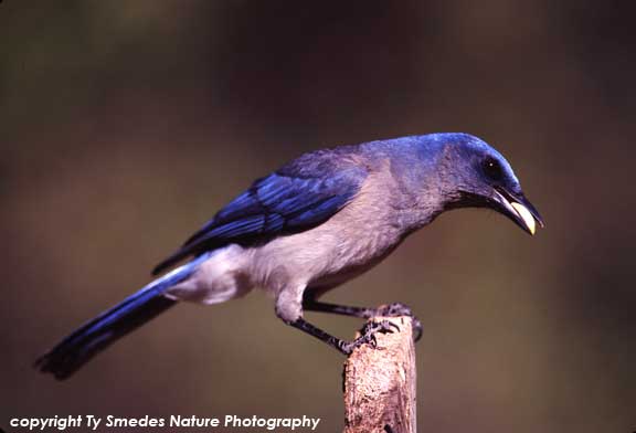 Mexican Jay