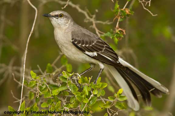 Northern Mockingbird