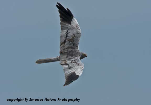 Montagu's Harrier, Serengeti National Park, Tanzania