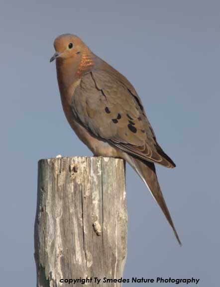 Morning Dove on fence post