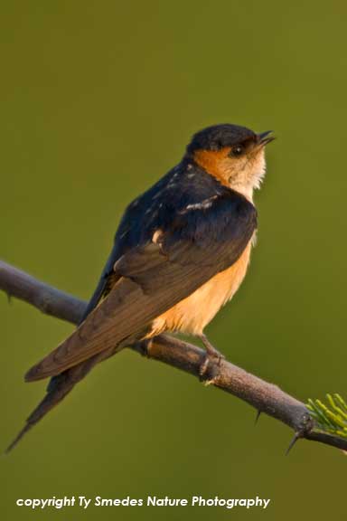 Mosque Swallow, Serengeti National Park, Tanzania