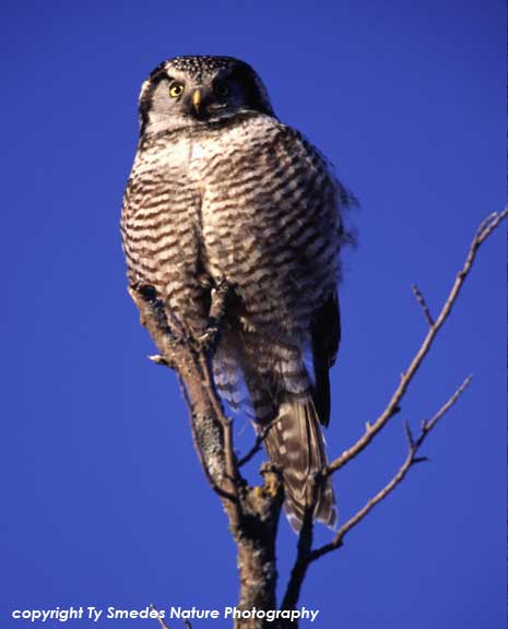 Northern Hawk Owl