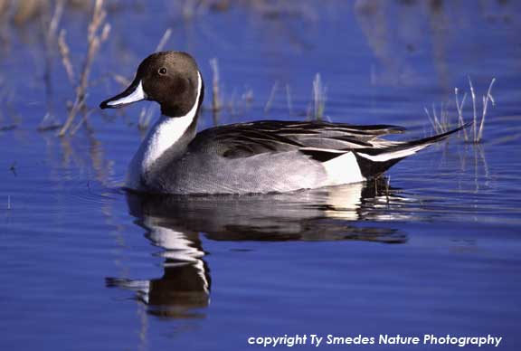 Northern Pintail