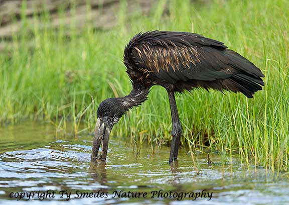 Open-billed Stork, Chobe River, Chobe National Park, Botswana