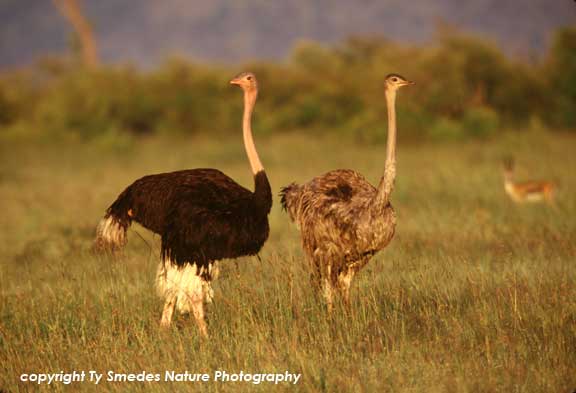 Masai Ostrich Pair, Masai Mara, Kenya