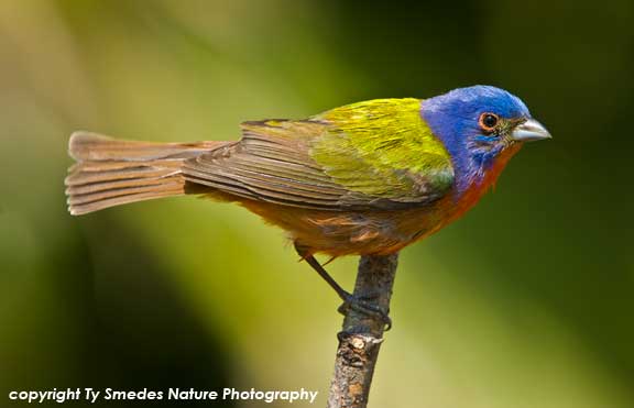 Painted Bunting