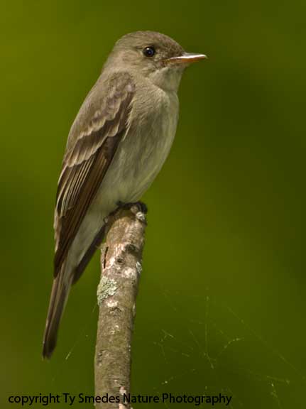 Eastern Wood-Pewee
