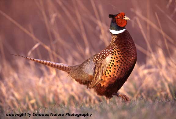 Ring-necked Pheasant