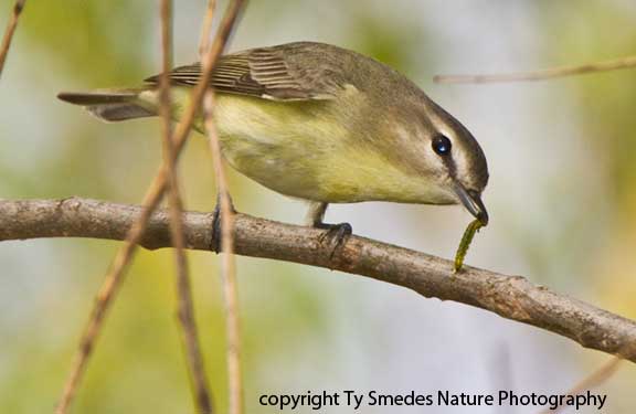 Philadelphia Vireo with worm