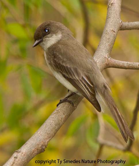 Eastern Phoebe 