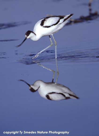 Pied Avocet at Lake Magadi, Ngorongoro Crater