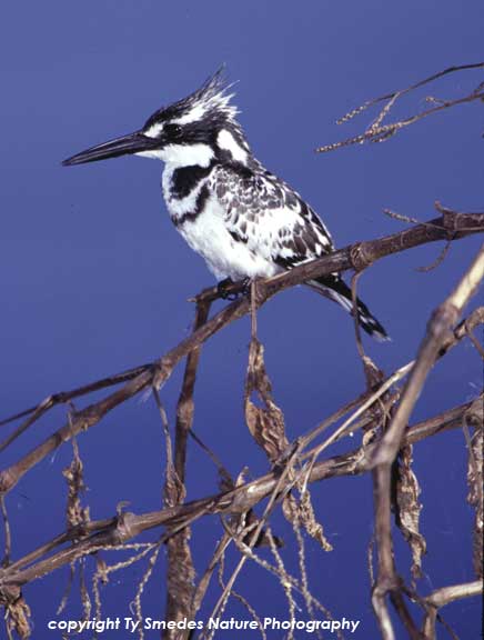 Pied Kingfisher, Lake Naivasha, Kenya