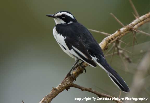 Pied Wagtail, Amboseli National Park, Kenya