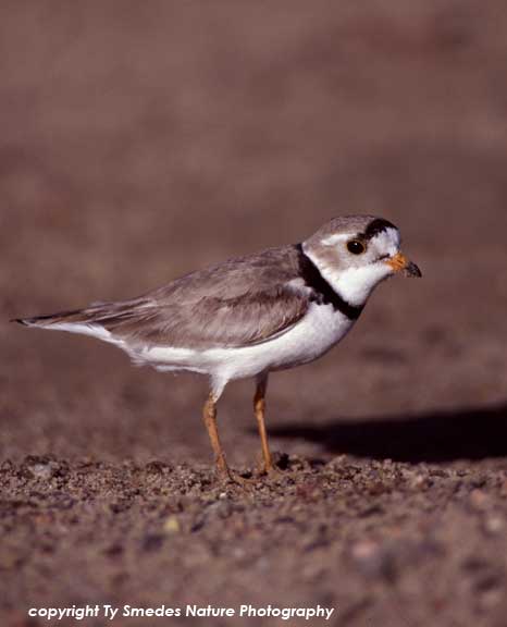 Piping Plover