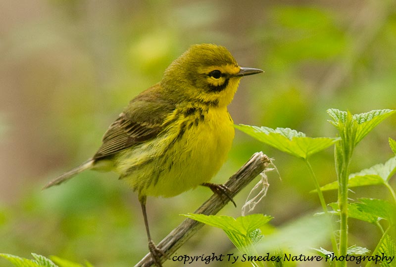 Prairie Warbler