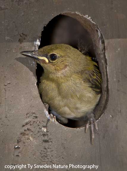 Prothonotary Warbler fledgling on exit day.