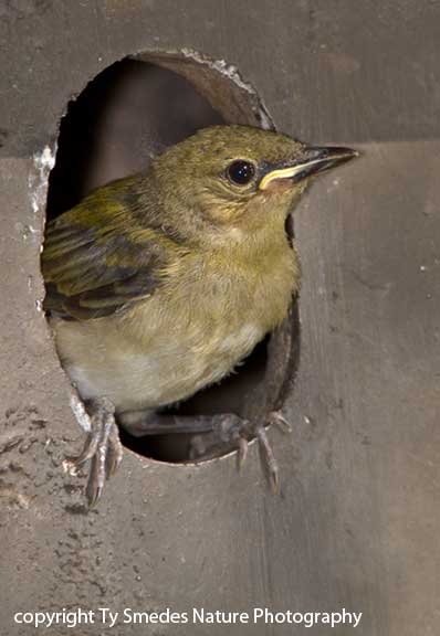 Prothonotary Warbler fledgling on exit day.
