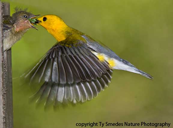 Prothonotary Warbler (male) hovering at the nest, and feeding young