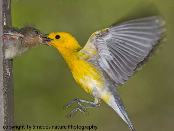 Prothonotary Warbler (male) hovering at the nest, and feeding young