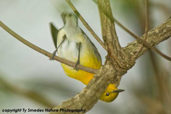Prothonotary Warbler