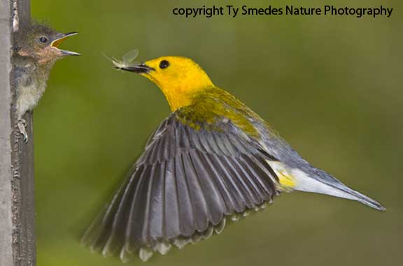 Prothonotary Warbler (male) hovering at the nest, and feeding young