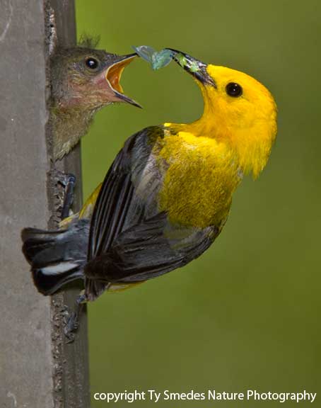 Prothonotary Warbler (male) at nest, and feeding young