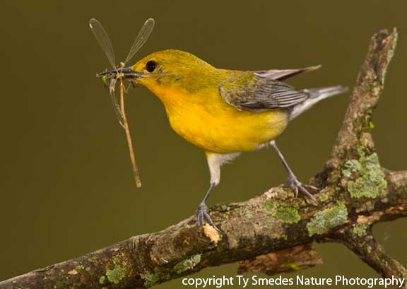 Prothonotary Warbler (female) with damsel fly, going to the nest