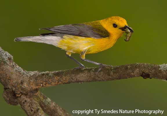 Prothonotary Warbler (male) with green worm, going to the nest