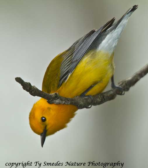 Prothonotary Warbler - male