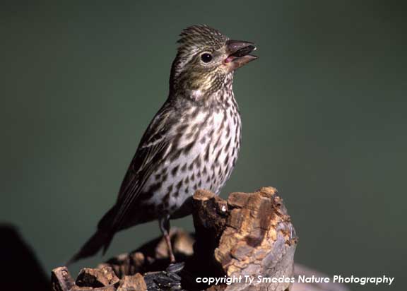 Purple Finch (female)