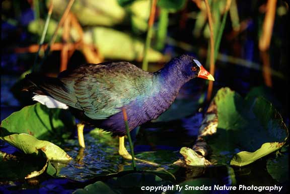 Purple Gallinule