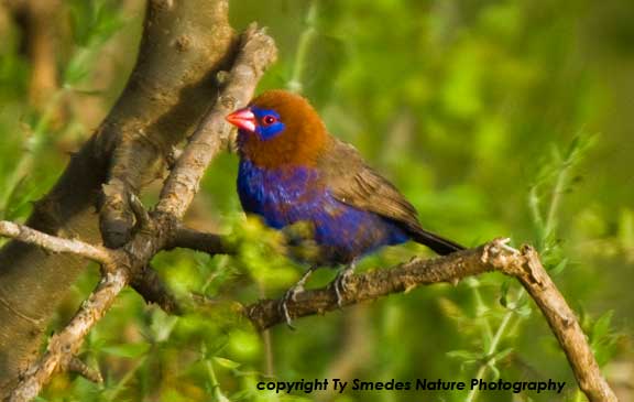 Purple Grenadier, Serengeti National Park, Tanzania