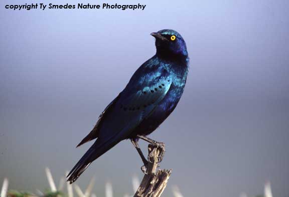 Purple Starling on the Masai Mara of Kenya