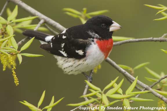 Rose-breasted Grosbeak male