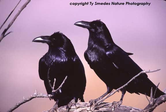 Ravens
