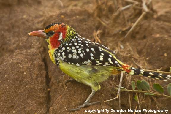 Red and Yellow Barbet, Tarangire National Park, Tanzania