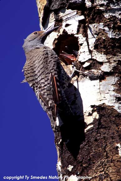 Red-Shafted Flicker (Western)