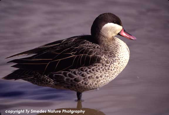 Red-billed Teal, Ngorongoro Crater, Tanzania
