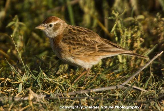 Red-capped Lark, Ngorongoro Crater, Tanzania