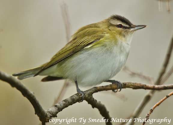 Red-eyed Vireo