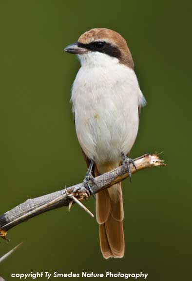 Red-tailed Shrike, Amboseli National Park, Kenya