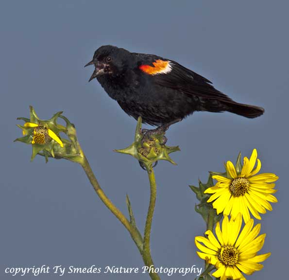 Redwinged Blackbird, Singing from a Compass Plant