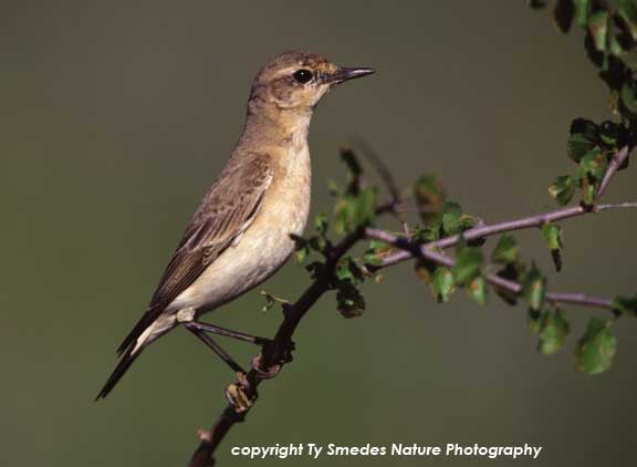 Red-winged Lark (probably immature)