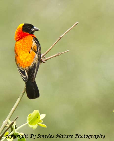 Northern Red Bishop, Lake Manyara National Park, Tanzania